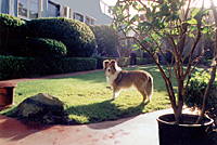 Dog